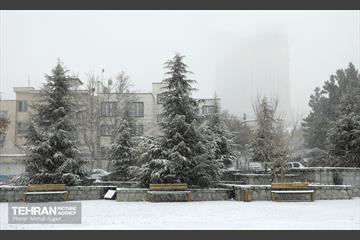 بارش برف زمستانی در منطقه ۲ 31