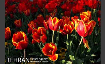 رویش گل های لاله در بوستان گفتگو 7
