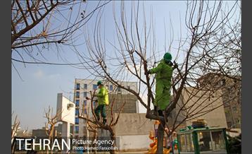 عملیات هرس درختان درمعابر و بوستانهای مناطق تهران 9