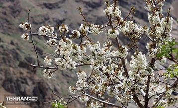 طبیعت بهاری روستای سنگان 19