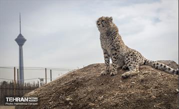 پیروز؛ پسر ایران 42