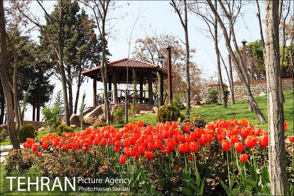 لاله های باغ راه فدک  11