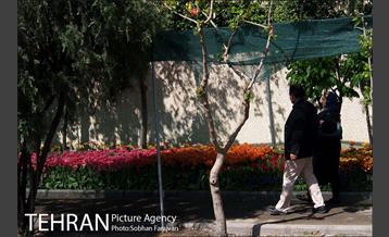 لاله برای مادران 12