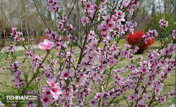 بهار در منطقه 18 11