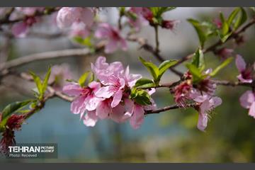 هوای بهاری منطقه 5 10