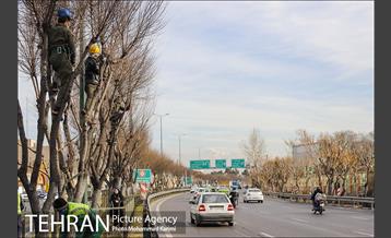 آغاز فصل هرس درختان- 3