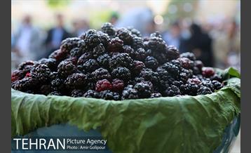 دومین جشنواره شاتوت دردهستان سولقان 10