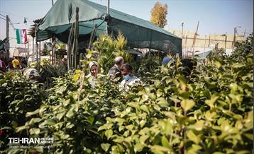 بازار گل شهید محلاتی در آخرین روزهاى سال 31