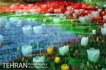 پیاده راه لاله مادران 9