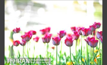 رویش گل های لاله در بوستان ملت 27