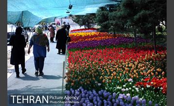 پیاده راه لاله مادران 7