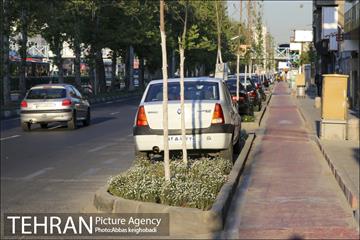 پارک خودرو‌ بین درختان چنار 18