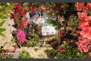 بازار گل محلاتی  48