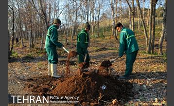 کاشت 2200 اصله نهال در بوستان جنگلی چیتگر 1