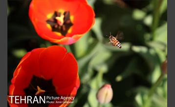 باغ گل لاله های ایرانی در بوستان آبشار تهران‎ 34