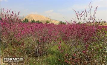 بهار ارغوانی 21