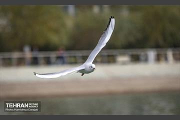 آوای مهاجران  41