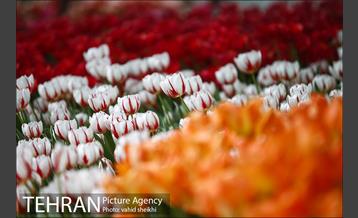 پیاده راه لاله برای مادران 10