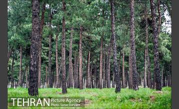 طبیعت بهاری بوستان سرخه حصار‎ 10