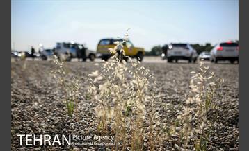 رقـابت یکصد خودرو در رالی تهران  11