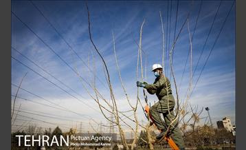 آغاز فصل هرس درختان- 3