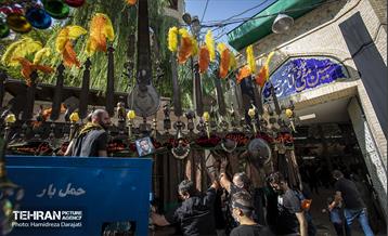 ‌نخل‌برداری در حصاربوعلی