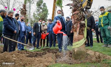 کاشت نخل های کهنسال به یاد شهدا در منطقه ۱۳
