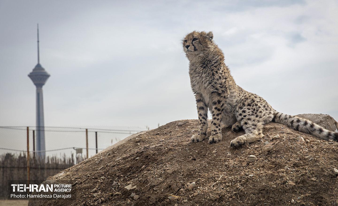 پیروز؛ پسر ایران 42