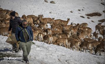 حیات وحش تهران  6