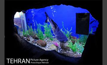 موزه حیات وحش هفت چنار 47