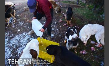 رهاسازی 150 قلاده سگ بدون صاحب  35