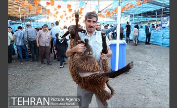 مراکز عرضه بهداشتی دام زنده 34