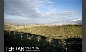 بازدید از پروژه جنگل کاری 1250 هکتاری 4