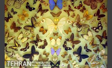 موزه حیات وحش پردیسان 12