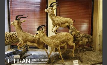 موزه طبیعت و حیات وحش دارآباد 22