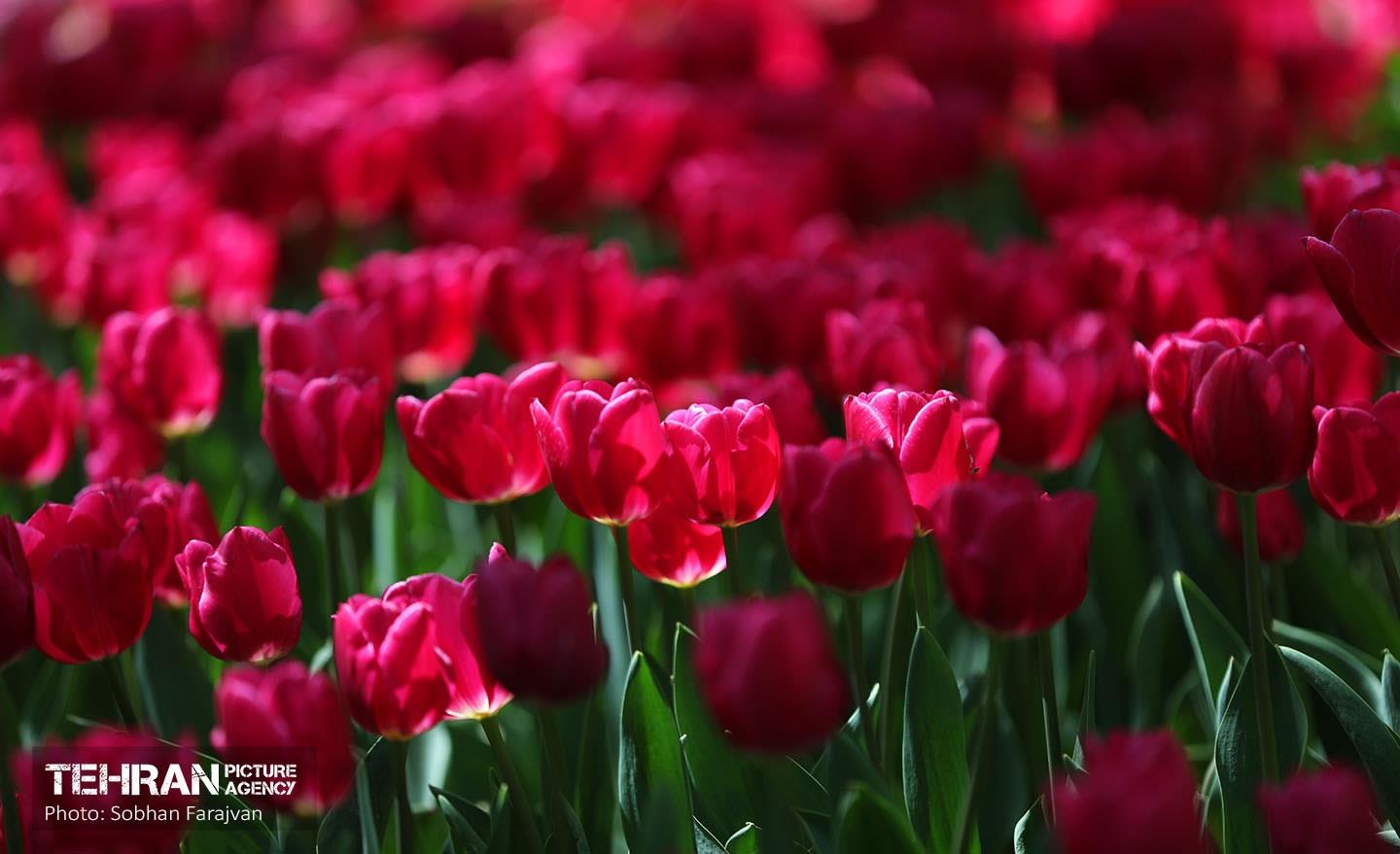 باغ ایرانی میزبان لاله‌ها 21