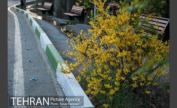 طبیعت بهاری پارک جنگلی لویزان‎  23