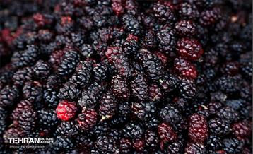 سومین جشنواره شاه توت