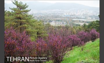 طبیعت بهاری پارک جنگلی لویزان‎  4