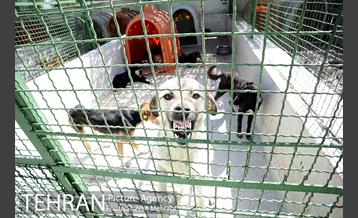 نقاهتگاه سگ های بدون صاحب واقع در آراد کوه 11