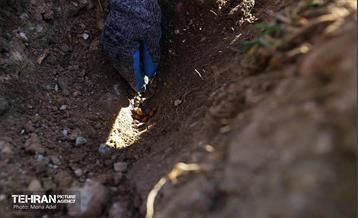 آیین کاشت گیاهان بومی پایتخت در برج میلاد 18