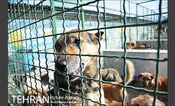 مرکز نگهداری سگ های بدون صاحب  1