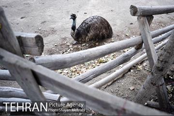 باغ پرندگان تهران 73