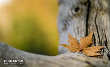 سمفونی رنگ های پاییزی - کاخ سعدآباد 19