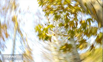 سمفونی رنگ های پاییزی - کاخ سعدآباد 13