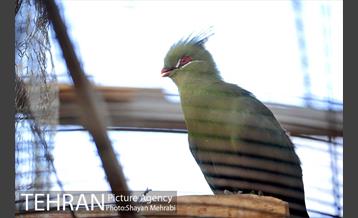 باغ پرندگان تهران 37