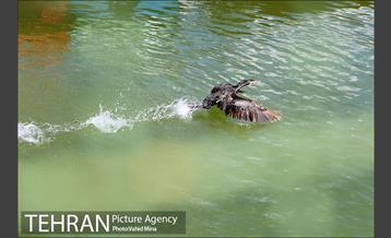 حضور پرندگان مهاجر در تهران 17