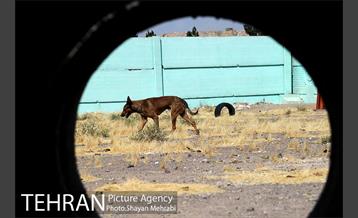 نقاهتگاه سگ های بدون صاحب واقع در آراد کوه 23