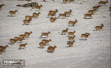 حیات وحش تهران  54