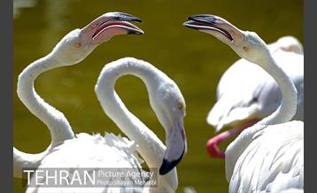 باغ پرندگان 29